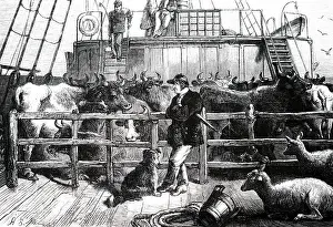 Imported: An engraving depicting foreign cattle being shipped