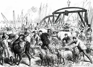 Imported: An engraving depicting foreign cattle being unloaded