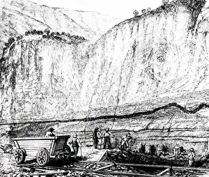 Bolton: An engraving depicting fossil tree trunks exposed