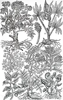 Thistle: An engraving depicting Garden Herbs