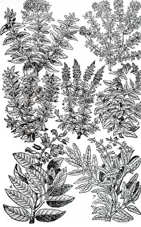 Sole: An engraving depicting Garden Herbs