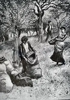 Cider: An engraving depicting the gathering of cider