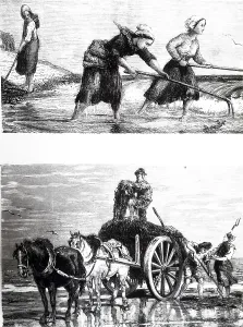 Seaweed: An engraving depicting Gathering seaweed to put