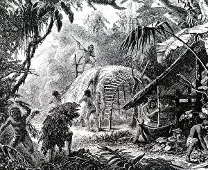 Ilex: An engraving depicting the gathering of Yerbe-Mate