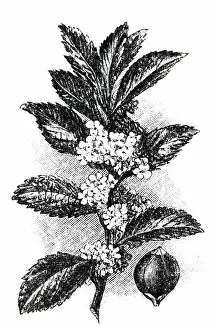 Ilex: An engraving depicting the gathering of Yerbe-Mate