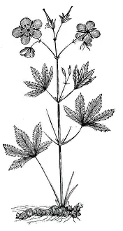 Astringent: An engraving depicting GERANIUM Maculatum (cranesbill)
