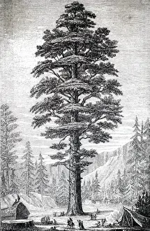Sierra: An engraving depicting a giant sequoia