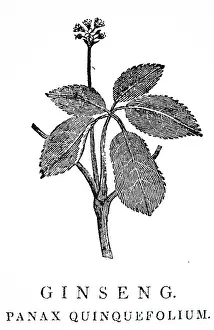 1810: An engraving depicting Ginseng