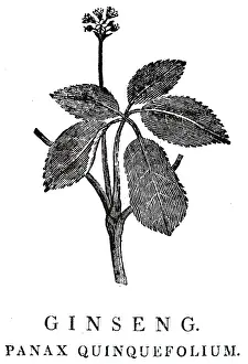1810: An engraving depicting Ginseng