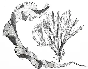 Seaweed: An engraving depicting Green Seaweed