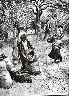 Cider: An engraving depicting the growing of apples for