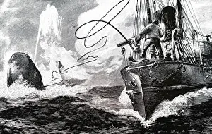 Bows: An engraving depicting the harpooning of a whale