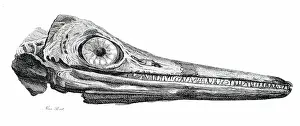 Recovered: An engraving depicting part of the head of an Ichthyosaurus