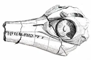 Recovered: An engraving depicting part of the head of an Ichthyosaurus