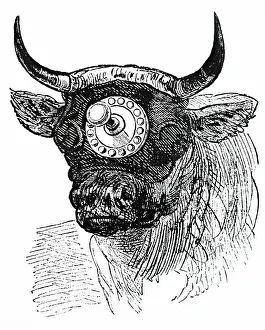 Bolt: An engraving depicting a humane cattle slaughtering device
