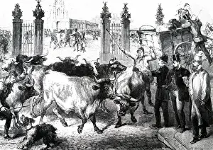 Especially: An engraving depicting the inspection of cattle