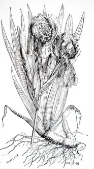 Medicines: An engraving depicting Iris Florentina, one of