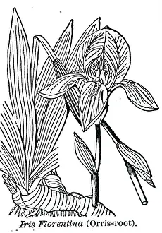 Medicines: An engraving depicting Iris Florentina, one of