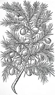 1640: An engraving depicting Juniper