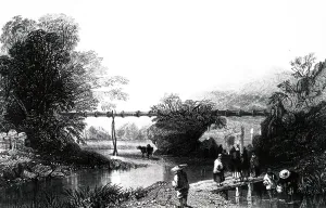 Bamboo: An engraving depicting large bamboo trunks used