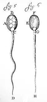 1596: An engraving depicting Leeuwenhoek's observation