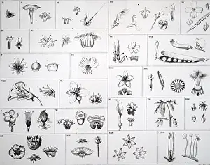 1823: An engraving depicting Linnean Classification