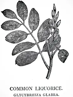 1810: An engraving depicting Liquorice