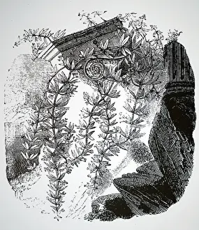 Roots: An engraving depicting MADDER: Rubia tictorum