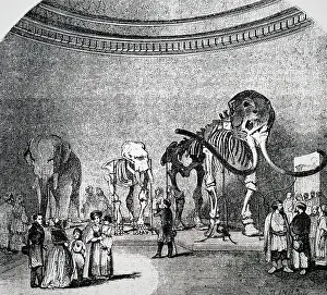 Anthropology: Engraving depicting a mammoth skeleton in the