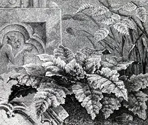 Historically: An engraving depicting MANDRAKE. 1880