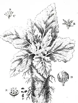Historically: An engraving depicting MANDRAKE