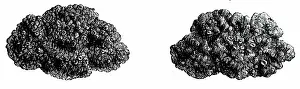 Winds: An engraving depicting Manna