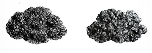 Esculenta: An engraving depicting Manna
