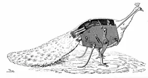 Peacock: Engraving depicting a mechanical peacock worked by clockwork