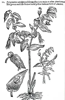 1640: An engraving depicting North American form of