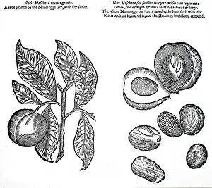 1640: An engraving depicting Nutmeg plant
