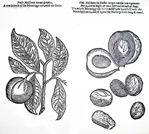 1640: An engraving depicting Nutmegs