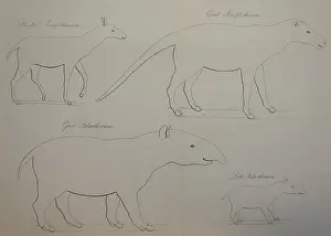 Gypsum: An engraving depicting the outline of reconstructed