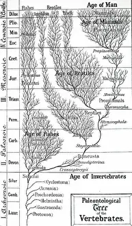 Paleontological: An engraving depicting a paleontological tree of vertebrates