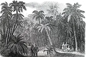 Grove: An engraving depicting a palm grove