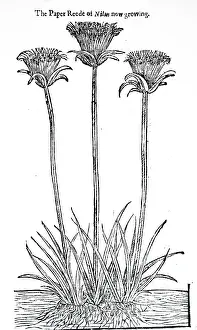 1640: An engraving depicting Papyrus plant