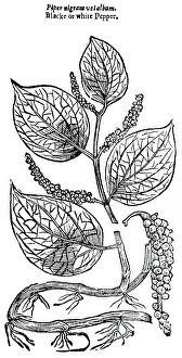 1640: An engraving depicting PEPPER plant