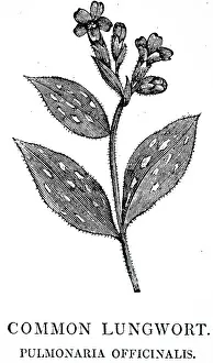 Mint: An engraving depicting PEPPERMINT (Mentha piperata)