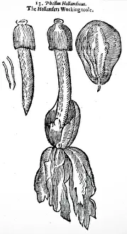 1640: An engraving depicting Phallus impudicus, known