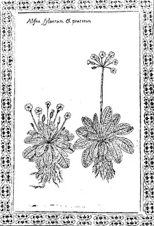 Touchstone: An engraving depicting Primrose and Cowslip