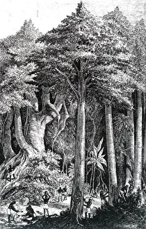 Collecting: An engraving depicting the process of collecting