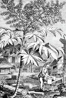 Aralia: Engraving depicting the process of making rice