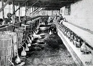 Scent: An engraving depicting the process of making Rose Water