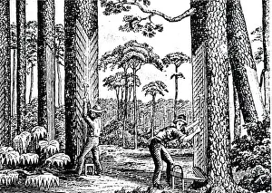 Buckets: An engraving depicting the process of making turpentine
