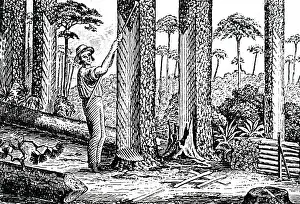 Distilled: An engraving depicting the process of making turpentine